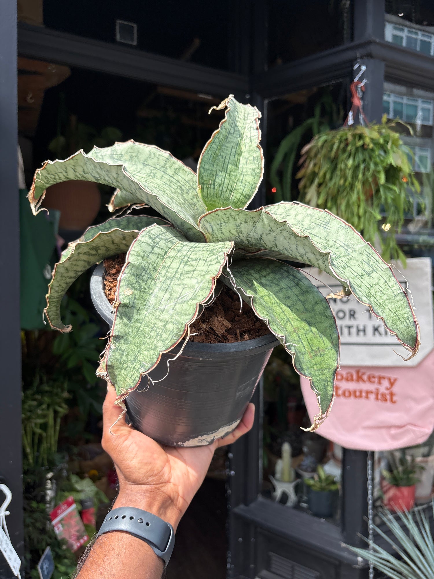A Sansevieria ‘Kirkii Silver Blue’ plant in front of Urban Tropicana’s plant shop in Chiswick, London