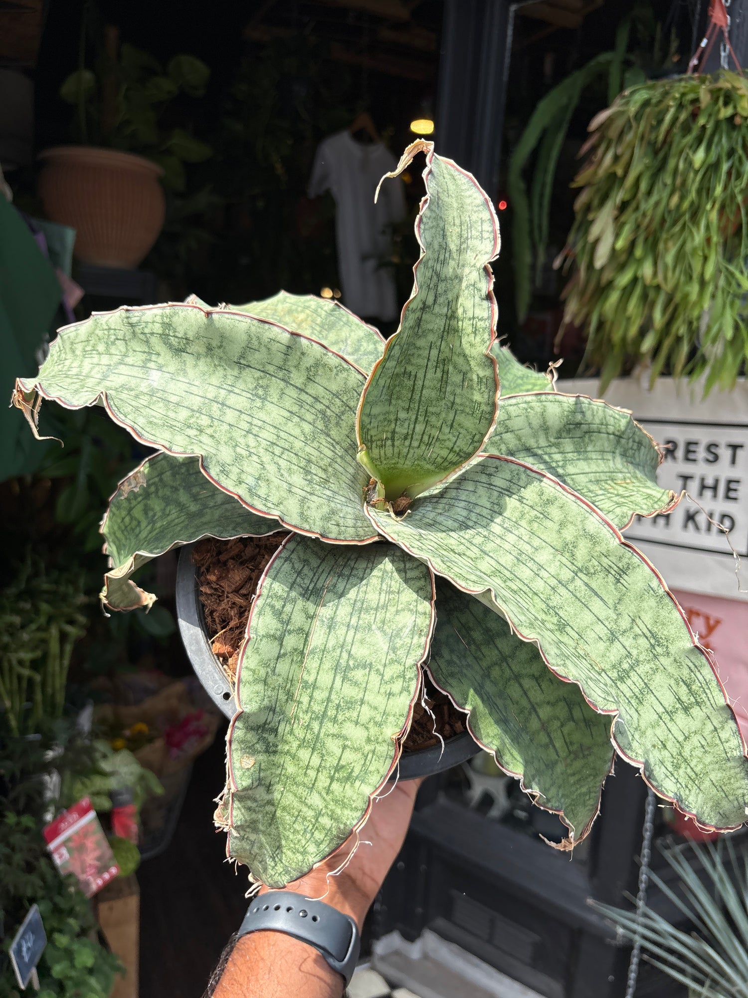 A Sansevieria ‘Kirkii Silver Blue’ plant in front of Urban Tropicana’s plant shop in Chiswick, London