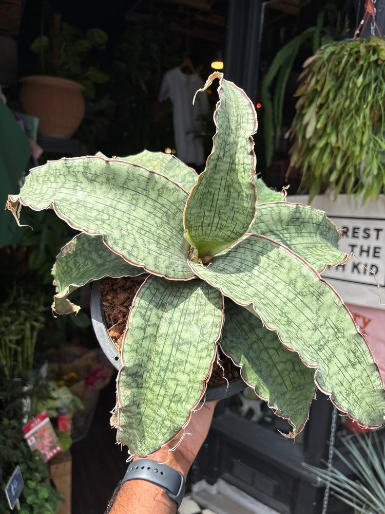 A Sansevieria ‘Kirkii Silver Blue’ plant in front of Urban Tropicana’s plant shop in Chiswick, London