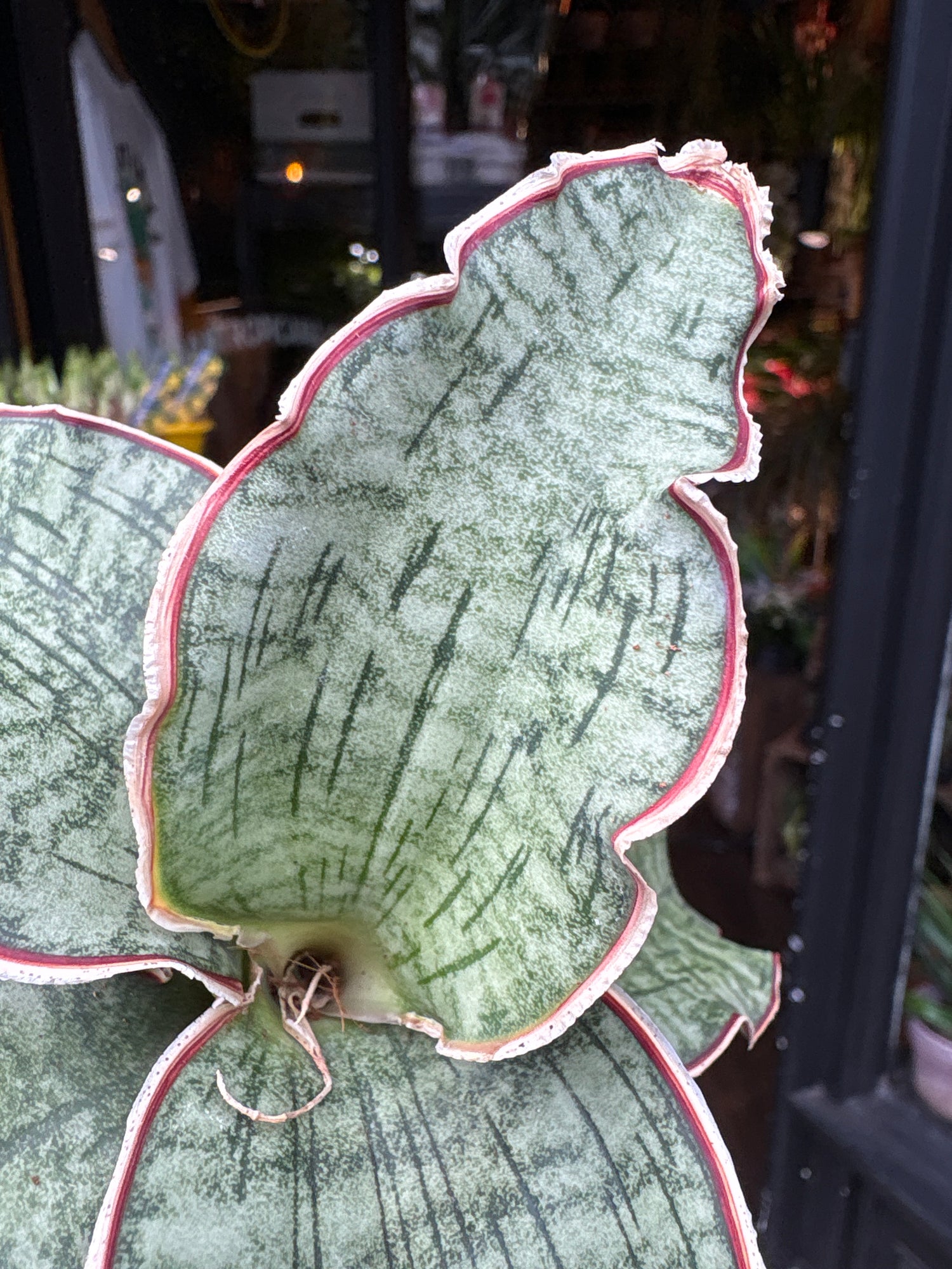 A Sansevieria ‘Kirkii Silver Blue’ plant in front of Urban Tropicana’s Plant Shop in Chiswick London