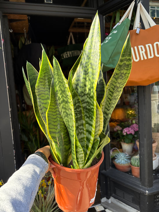 Sansevieria ‘Laurentii’ with tall, upright green leaves edged with creamy yellow margins, displayed in a nursery pot at Urban Tropicana plant shop, Chiswick, London