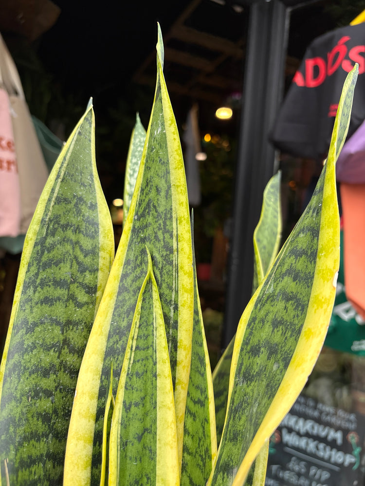 Sansevieria Trifasciata Laurentii, or Mother-in-Law’s Tongue or Variegated Snake Plant, in front of Urban Tropicana&