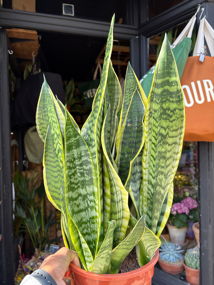 Sansevieria ‘Laurentii’ with tall, upright green leaves edged with creamy yellow margins, displayed in a nursery pot at Urban Tropicana plant shop, Chiswick, London