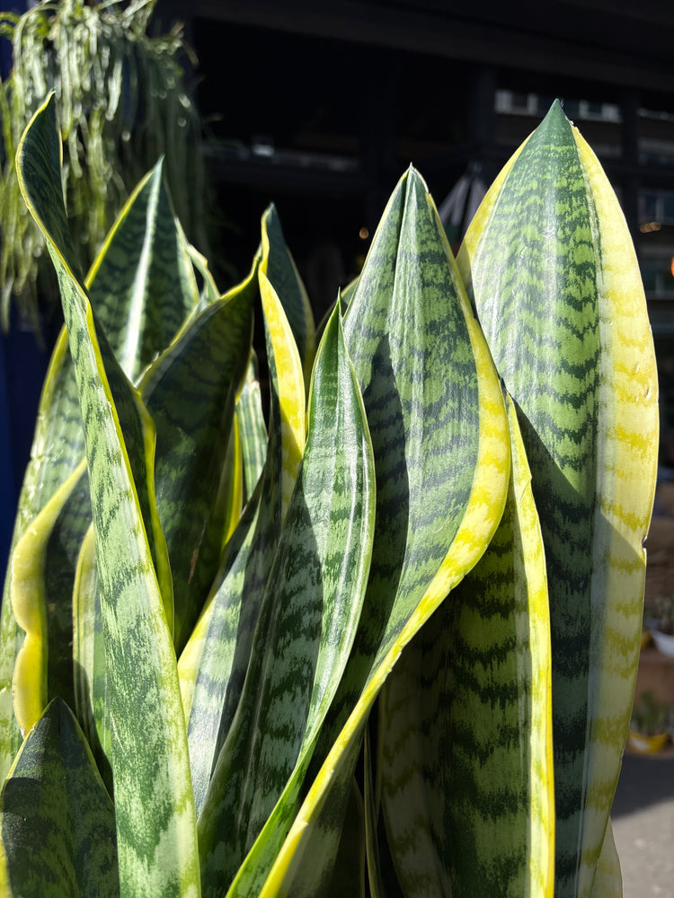 Sansevieria ‘Laurentii’ with tall, upright green leaves edged with creamy yellow margins, displayed in a nursery pot at Urban Tropicana plant shop, Chiswick, London