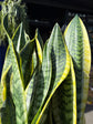 Sansevieria ‘Laurentii’ with tall, upright green leaves edged with creamy yellow margins, displayed in a nursery pot at Urban Tropicana plant shop, Chiswick, London