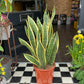 A snake plant also know as a Sansevieria or mothers in laws tongue in front of Urban Tropicana&