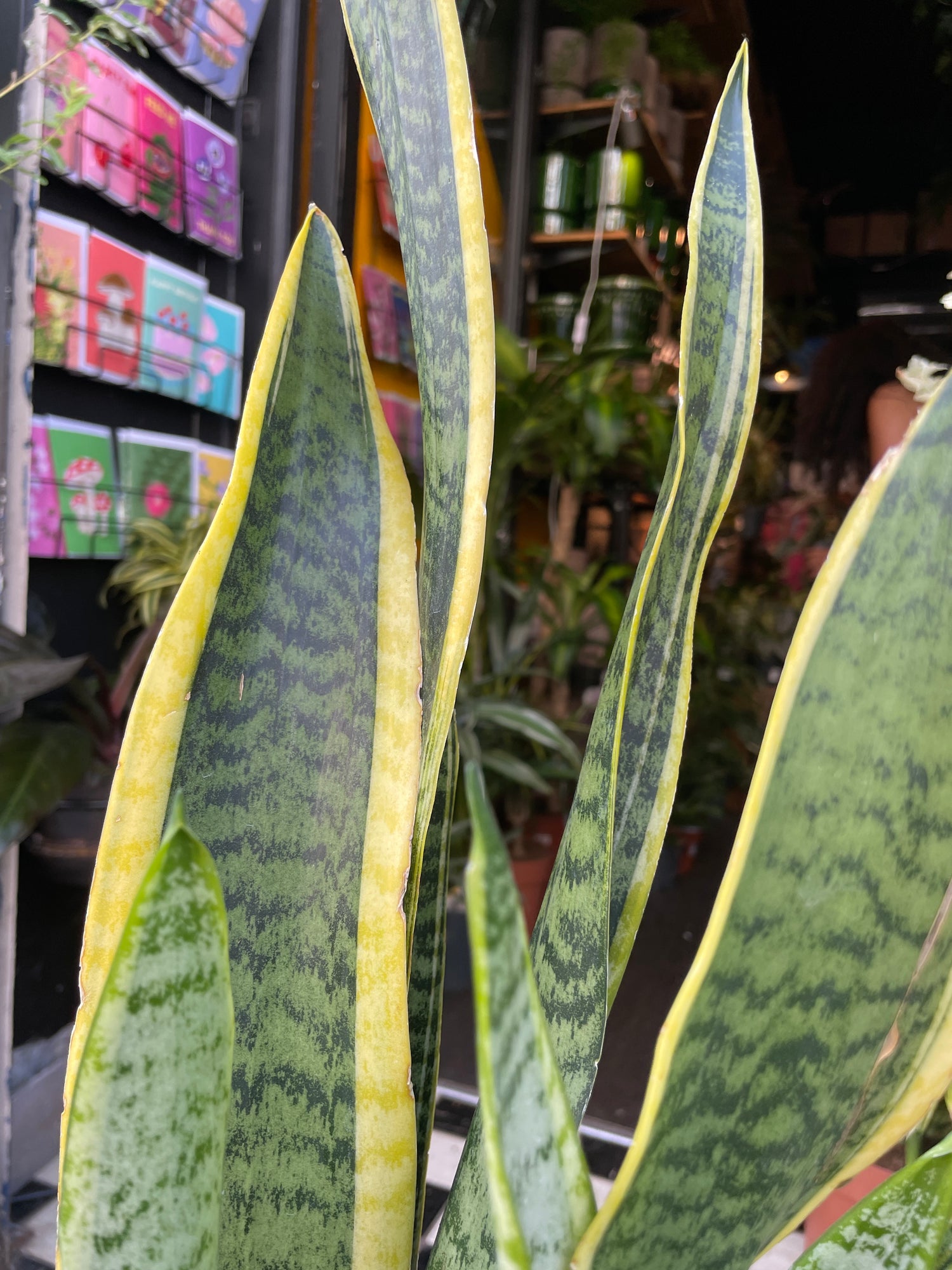 A Sansevieria Laurentii ‘Snake Plant’ or ‘Mother in laws tongue’ plant in front of Urban Tropicana&