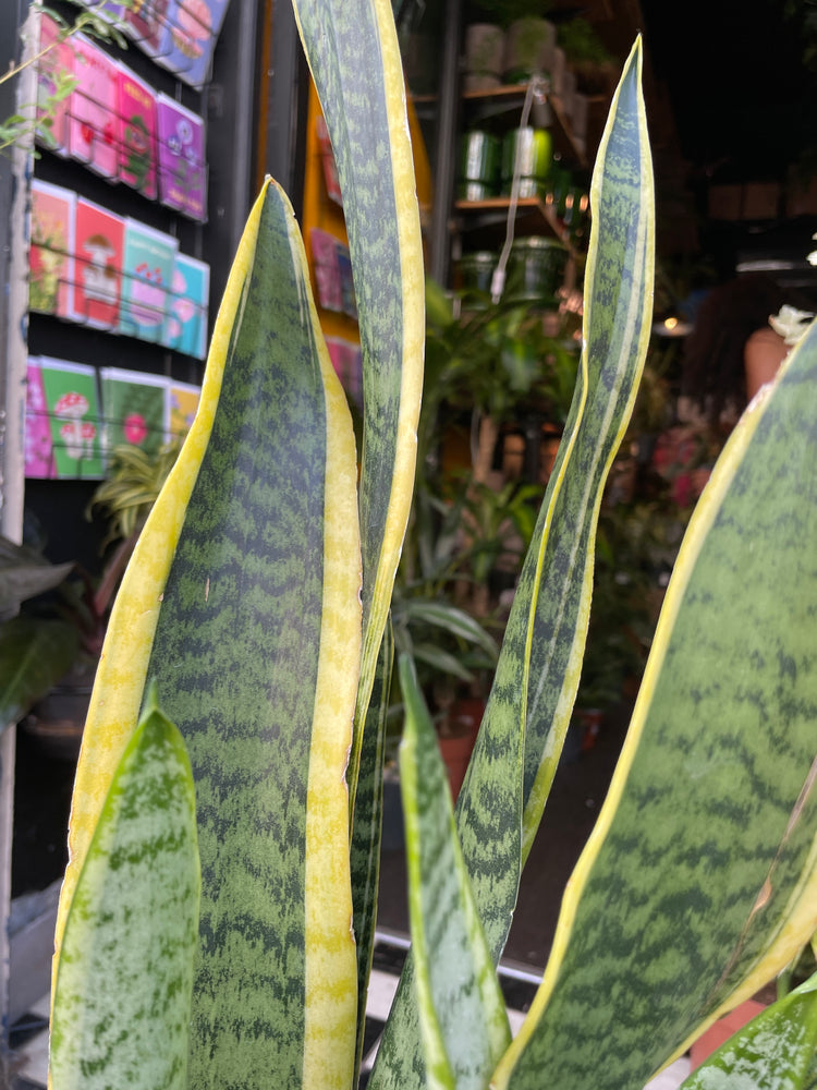 A Sansevieria Laurentii ‘Snake Plant’ or ‘Mother in laws tongue’ plant in front of Urban Tropicana&