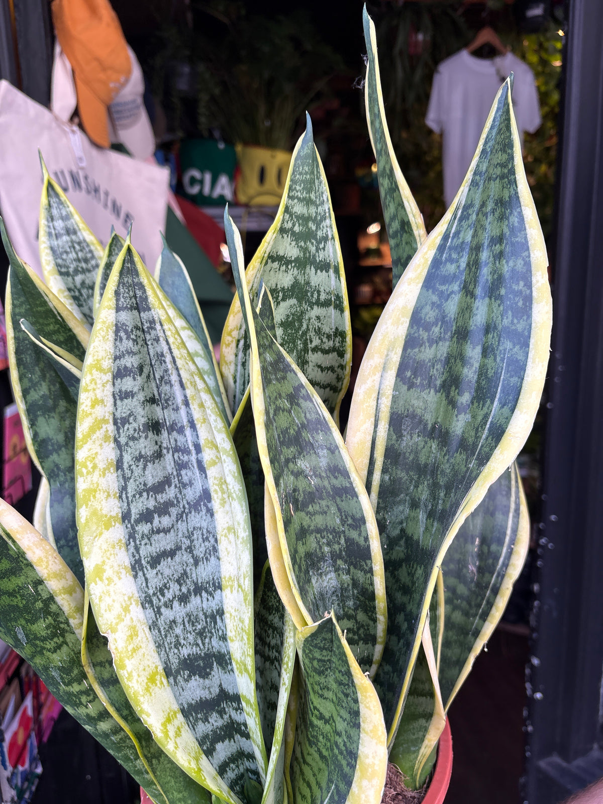 Sansevieria ‘Laurentii’ with tall, upright green leaves edged with creamy yellow margins, displayed in a nursery pot at Urban Tropicana plant shop, Chiswick, London