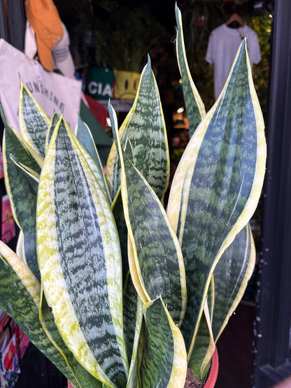 Sansevieria ‘Laurentii’ with tall, upright green leaves edged with creamy yellow margins, displayed in a nursery pot at Urban Tropicana plant shop, Chiswick, London