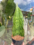 A Sansevieria Masoniana Whale Fin or whale fin snake plant in front of Urban Tropicana’s Plant Shop in Chiswick London