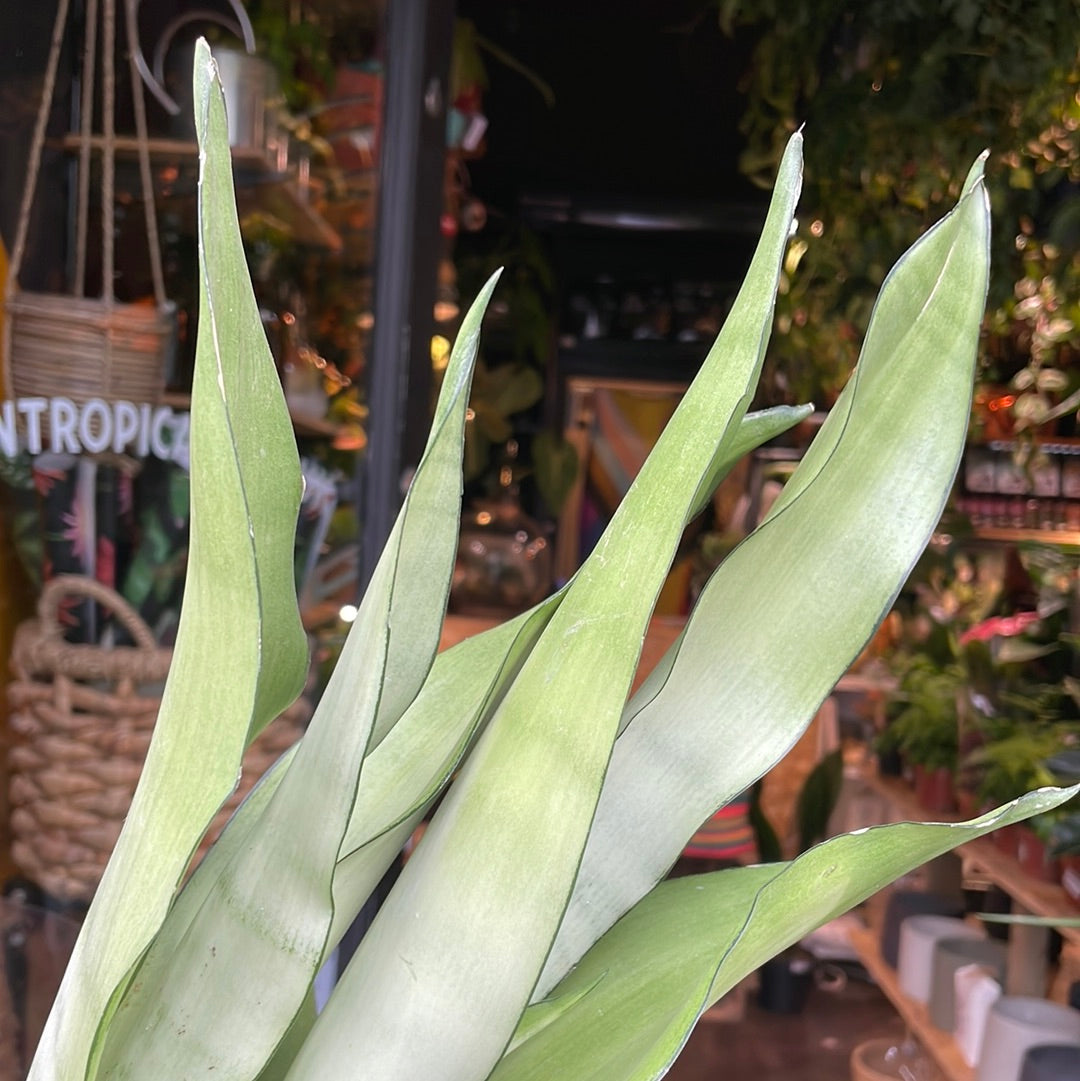 A Sansevieria Moonshine also know as a type of Snake plant in front of Urban Tropicana&