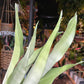 A Sansevieria Moonshine also know as a type of Snake plant in front of Urban Tropicana&