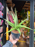 
A Sansevieria Silver Syreni plant in front of Urban Tropicana’s plant shop in Chiswick, London