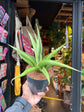 
A Sansevieria Silver Syreni plant in front of Urban Tropicana’s plant shop in Chiswick, London