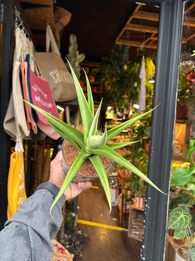 
A Sansevieria Silver Syreni plant in front of Urban Tropicana’s plant shop in Chiswick, London