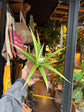 
A Sansevieria Silver Syreni plant in front of Urban Tropicana’s plant shop in Chiswick, London