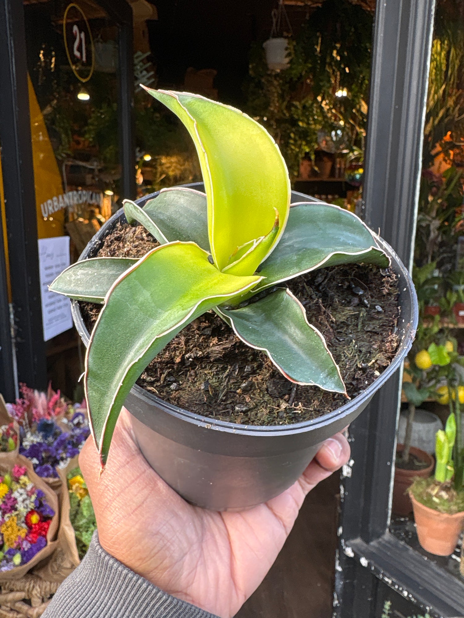 A Sansevieria Star Canary plant in front of Urban Tropicana&