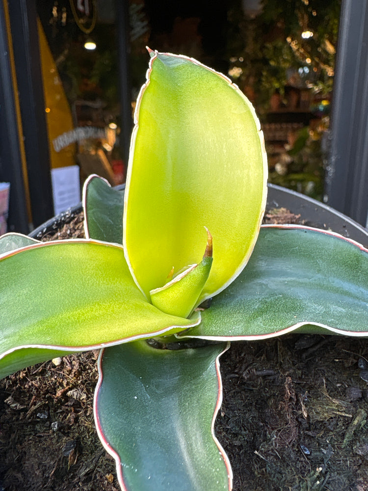 A Sansevieria Star Canary plant in front of Urban Tropicana&