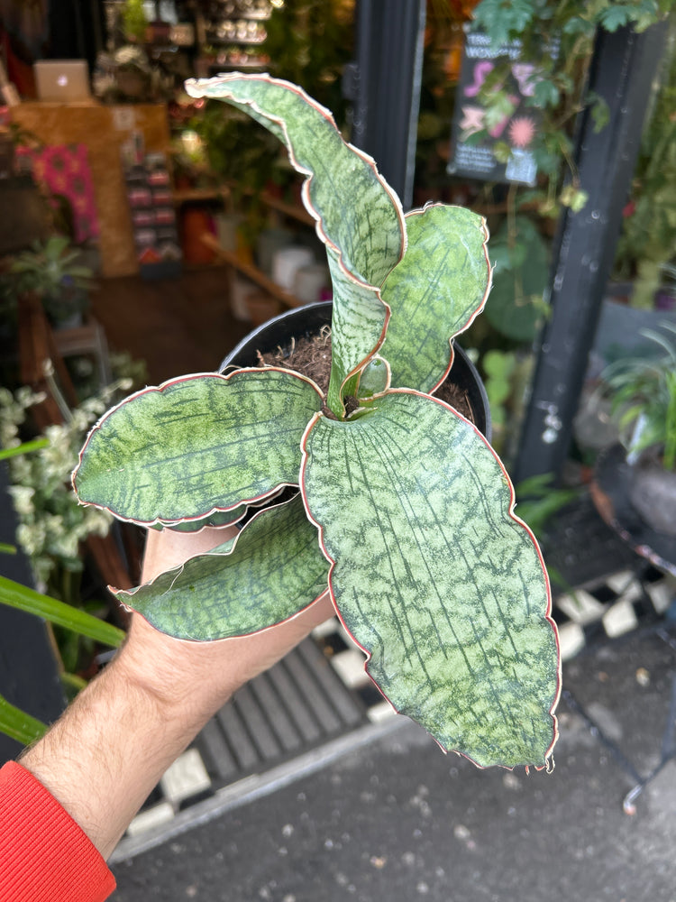 Sansevieria Star Green Granite plant also known as a Snake plant in front of Urban Tropicana’s plant shop in Chiswick London