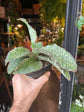 Sansevieria Star Green Granite plant also known as a Snake plant in front of Urban Tropicana’s plant shop in Chiswick London