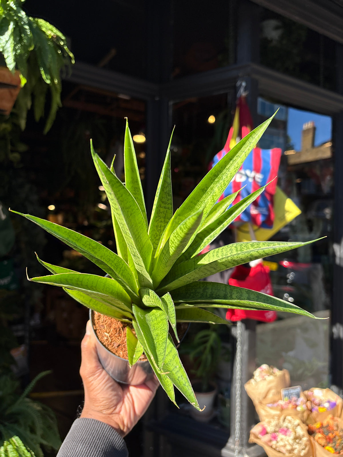 Sansevieria Tough lady in a 12cm pot in front of Urban Tropicana&