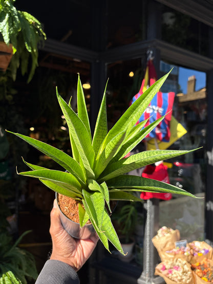 Sansevieria Tough lady in a 12cm pot in front of Urban Tropicana&