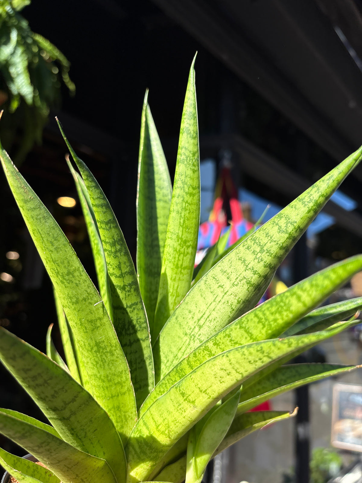 Sansevieria Tough lady in a 12cm pot in front of Urban Tropicana&