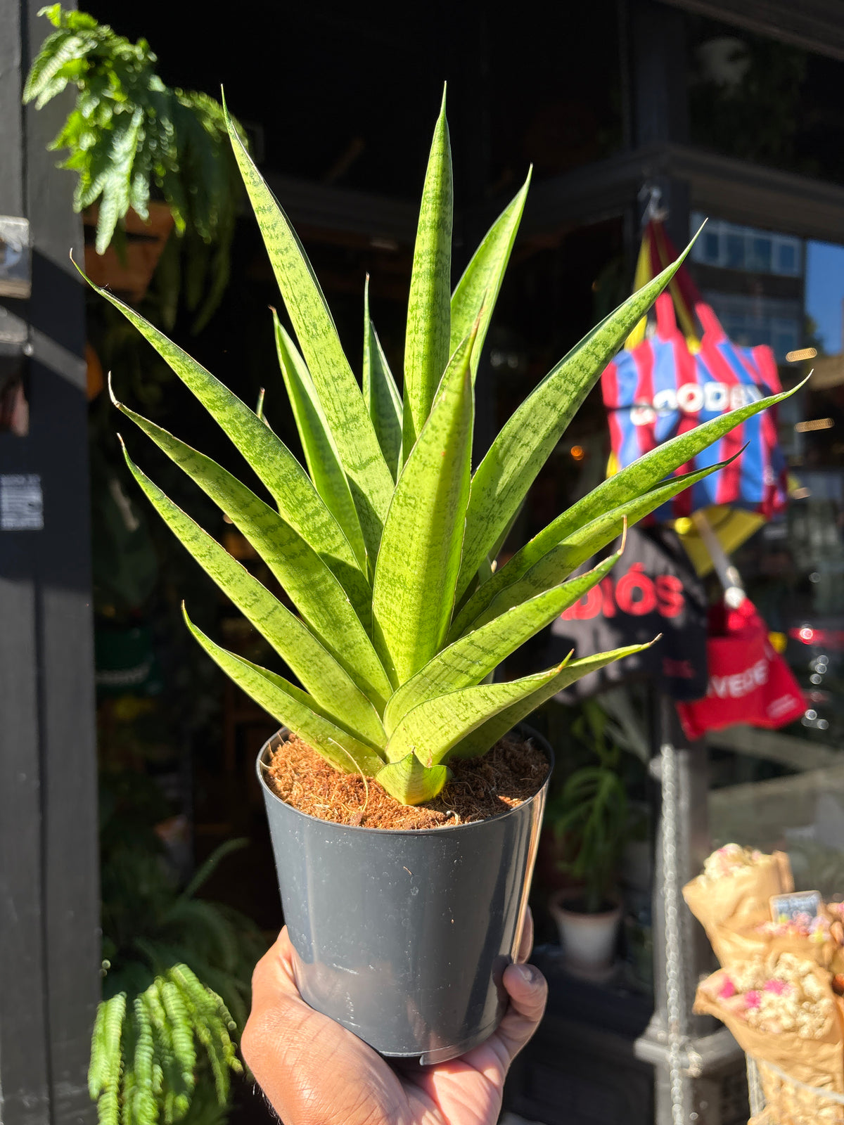 Sansevieria Tough lady in a 12cm pot in front of Urban Tropicana&