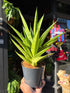 Sansevieria Tough lady in a 12cm pot in front of Urban Tropicana&