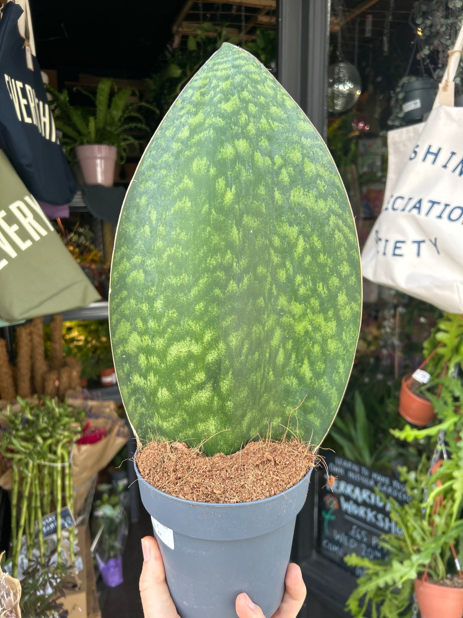 Sansevieria ‘Whale Fin’ snake plant outside Urban Tropicana plant shop in Chiswick, London
