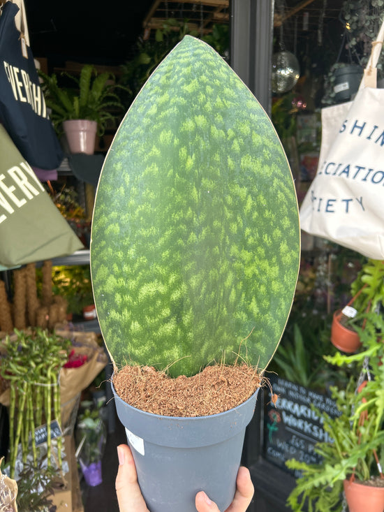 Sansevieria ‘Whale Fin’ snake plant outside Urban Tropicana plant shop in Chiswick, London