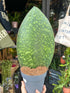 Sansevieria ‘Whale Fin’ snake plant outside Urban Tropicana plant shop in Chiswick, London