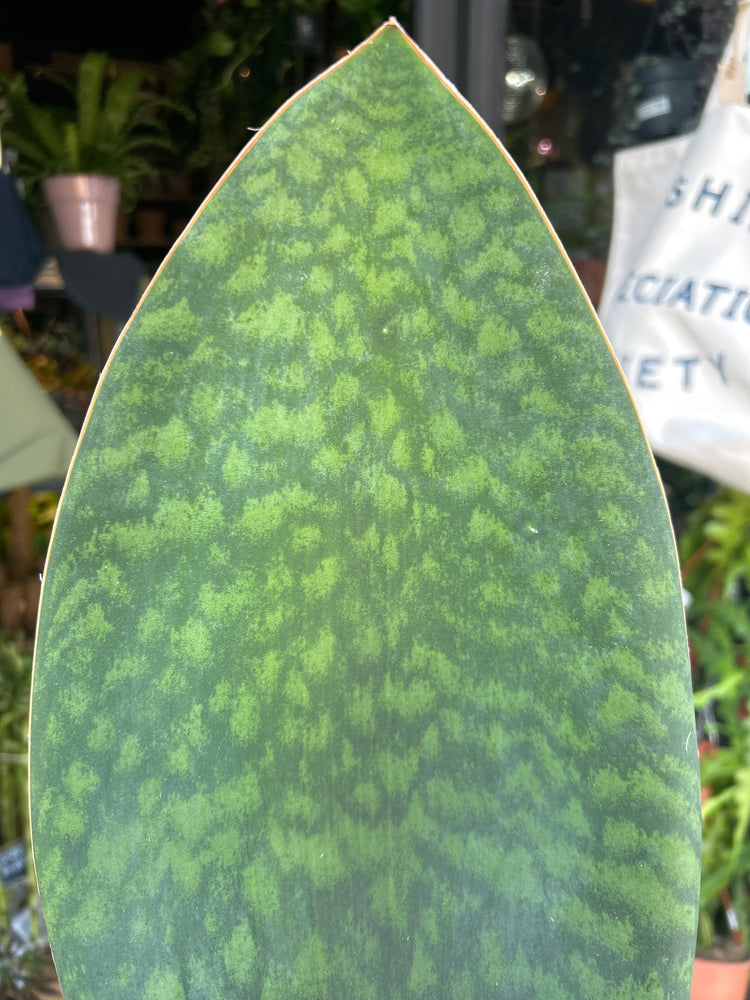 Sansevieria ‘Whale Fin’ snake plant outside Urban Tropicana plant shop in Chiswick, London