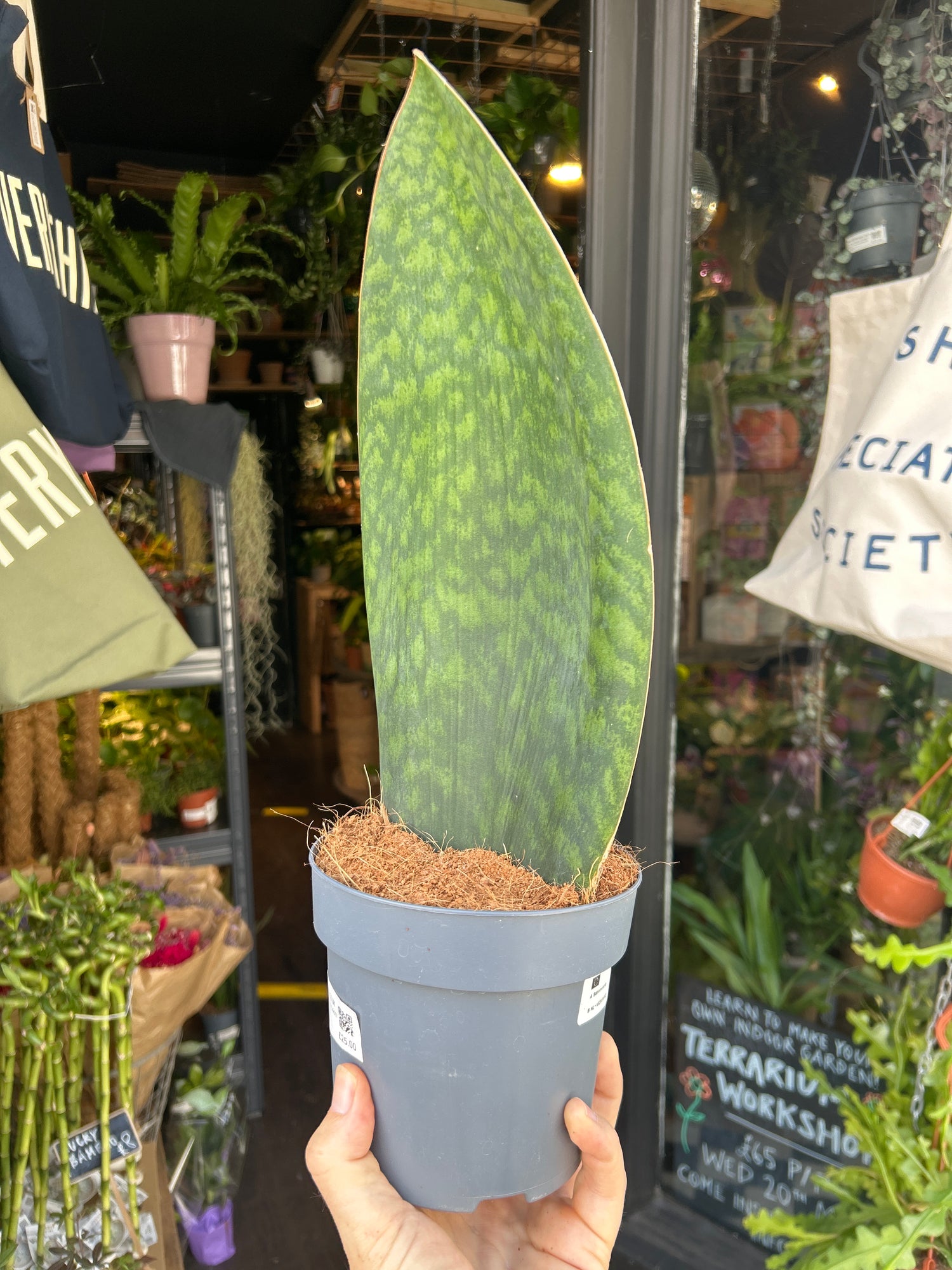 Sansevieria ‘Whale Fin’ snake plant outside Urban Tropicana plant shop in Chiswick, London