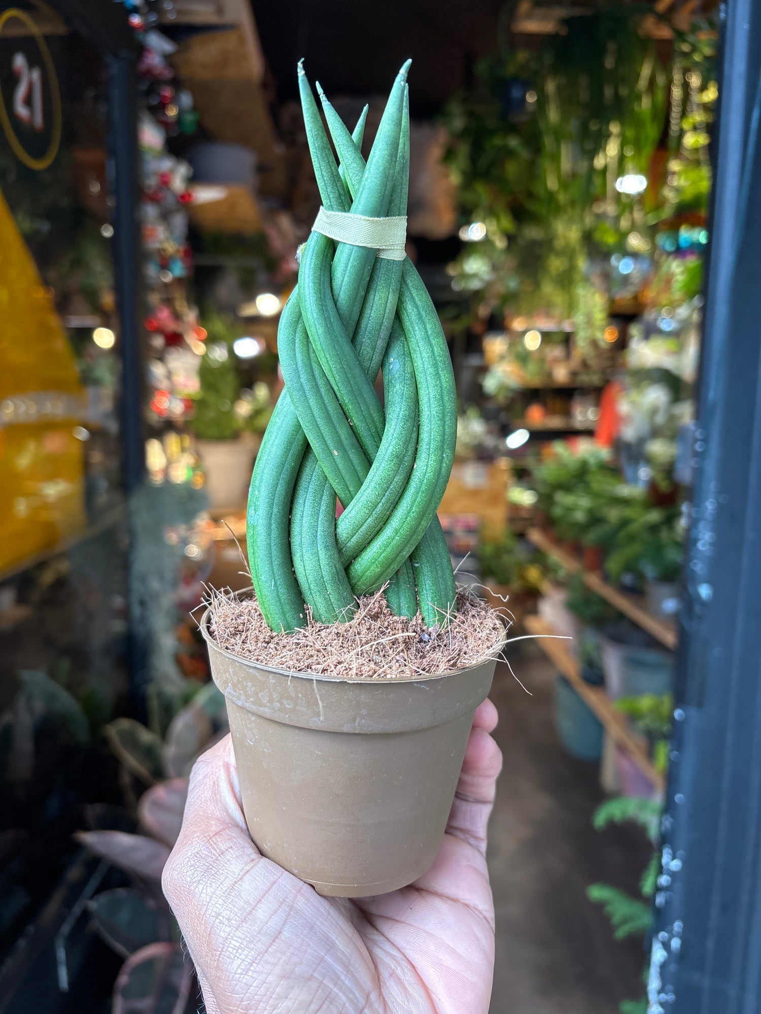 A sansevieria cylindrica braided  plant in front of Urban Tropicana&