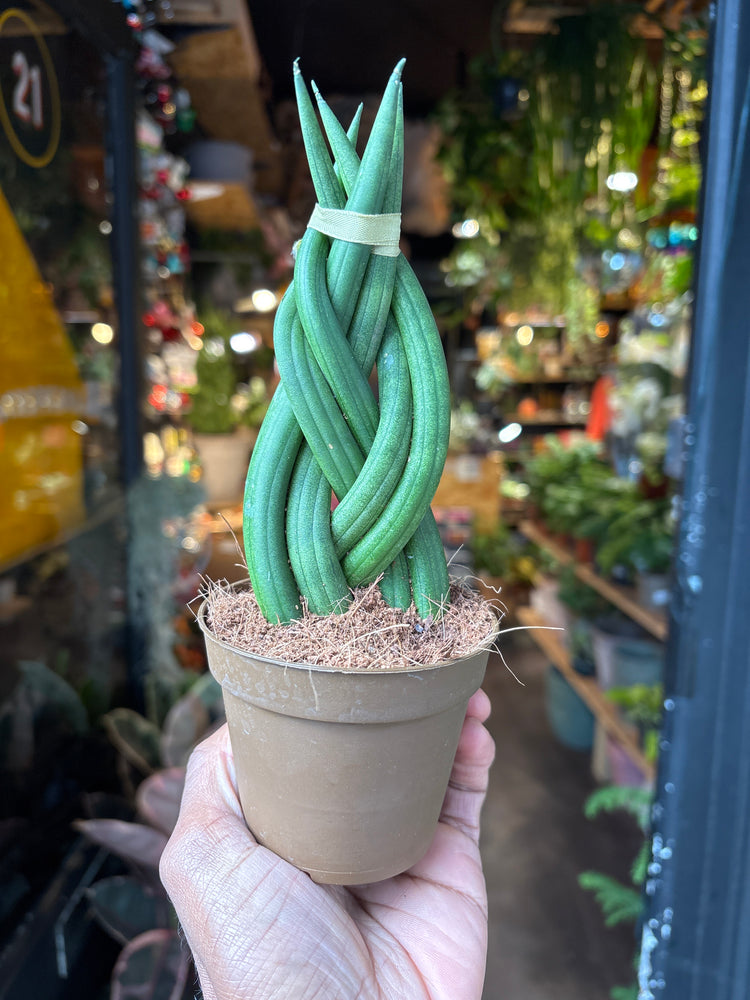 A sansevieria cylindrica braided  plant in front of Urban Tropicana&