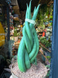  A Sansevieria cylindrica braided plant in front of Urban Tropicana&