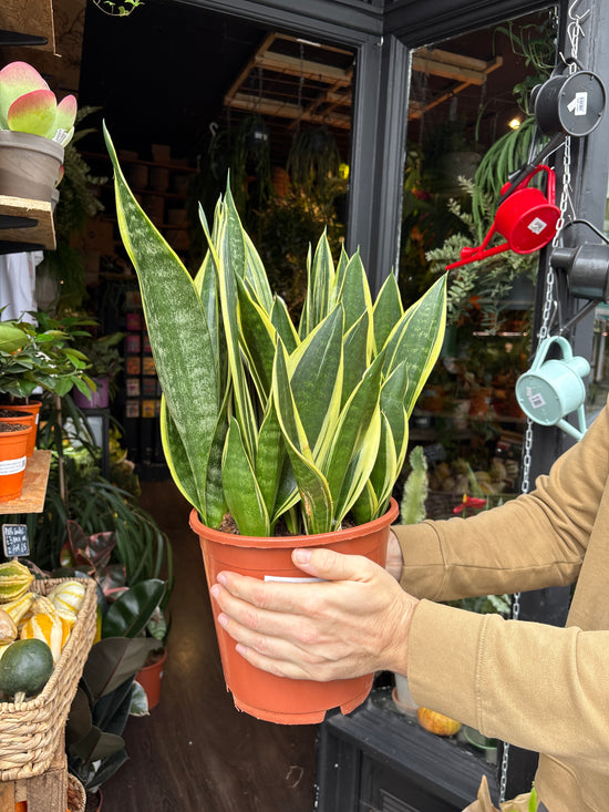 A Sansevieria trifasciata ‘Canary’ plant in front of Urban Tropicana’s Plant Shop in Chiswick London