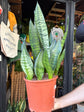Sansevieria trifasciata ‘Hahnii’ snake plant in 21cm pot outside Urban Tropicana plant shop in Chiswick, London