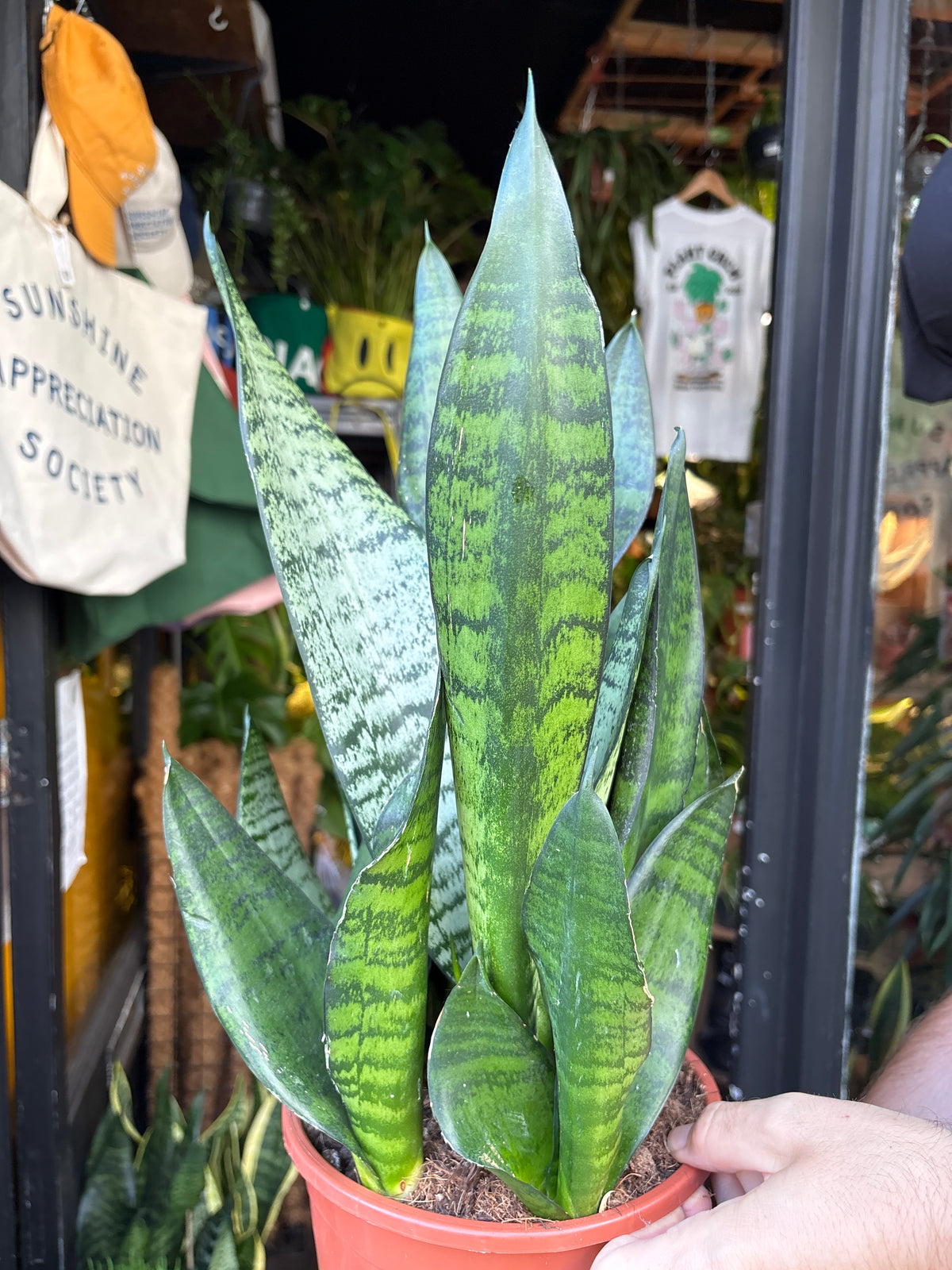 Sansevieria trifasciata ‘Hahnii’ snake plant in 21cm pot outside Urban Tropicana plant shop in Chiswick, London