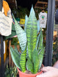 Sansevieria trifasciata ‘Hahnii’ snake plant in 21cm pot outside Urban Tropicana plant shop in Chiswick, London