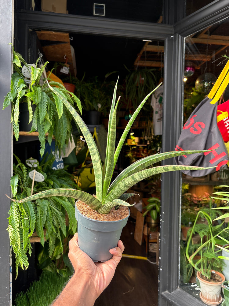 Sansevieria trifasciata ‘Megan’ snake plant in 12cm pot outside Urban Tropicana plant shop in Chiswick, London