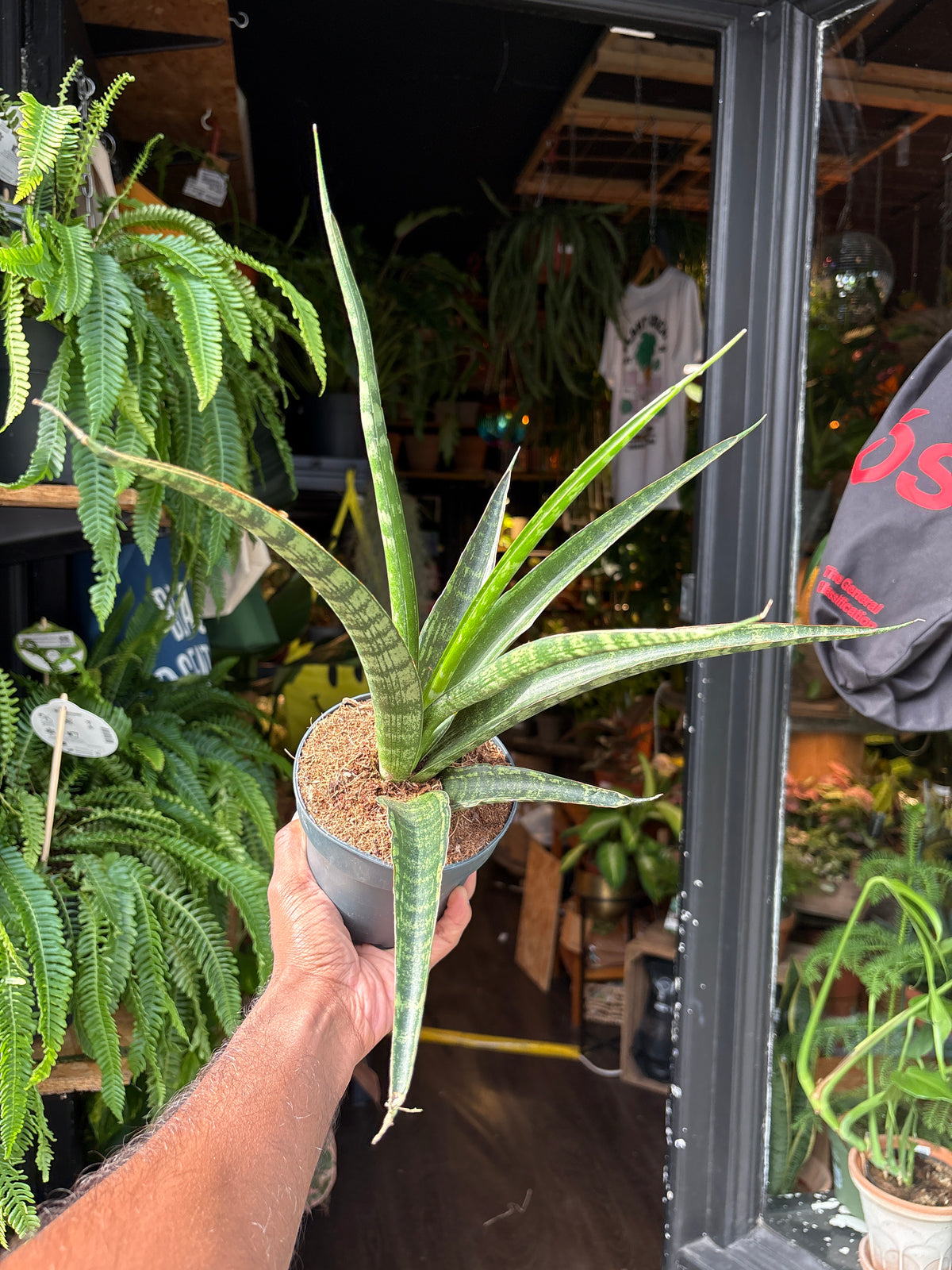 Sansevieria trifasciata ‘Megan’ snake plant in 12cm pot outside Urban Tropicana plant shop in Chiswick, London