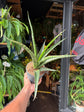 Sansevieria trifasciata ‘Megan’ snake plant in 12cm pot outside Urban Tropicana plant shop in Chiswick, London