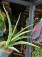 Sansevieria trifasciata ‘Megan’ snake plant in 12cm pot outside Urban Tropicana plant shop in Chiswick, London