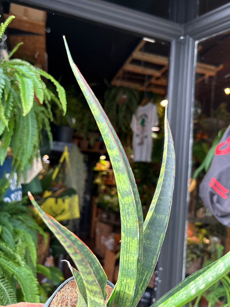 Sansevieria trifasciata ‘Megan’ snake plant in 12cm pot outside Urban Tropicana plant shop in Chiswick, London