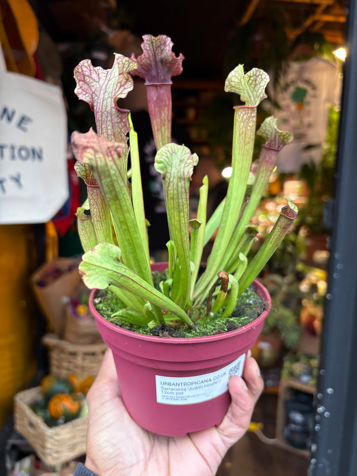 Sarracenia &
