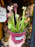 Sarracenia &