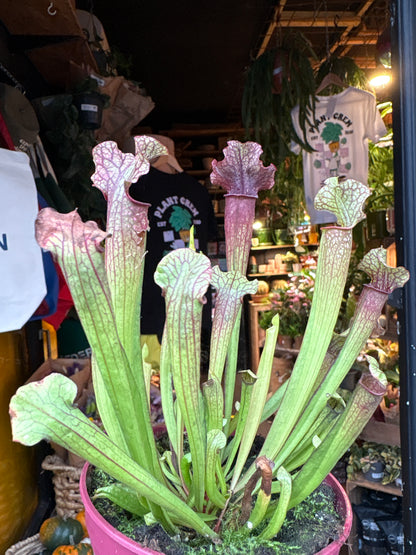 Sarracenia &